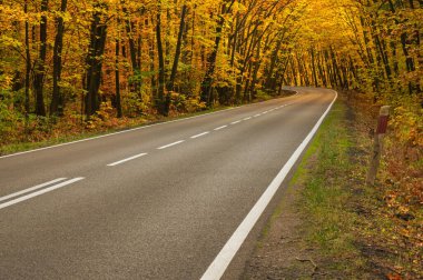Sonbahar ormanında asfalt yol. Ağaçlarda sarı yapraklar. Ağaçların dalları yola doğru eğilmiş bir tünel oluşturuyor..