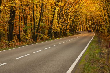 Sonbahar ormanında asfalt yol. Ağaçlarda sarı yapraklar. Ağaçların dalları yola doğru eğilmiş bir tünel oluşturuyor..
