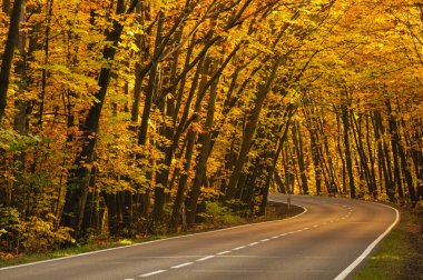 Sonbahar ormanında asfalt yol. Ağaçlarda sarı yapraklar. Ağaçların dalları yola doğru eğilmiş bir tünel oluşturuyor..