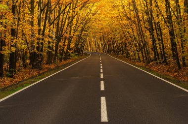 Sonbahar ormanında asfalt yol. Ağaçlarda sarı yapraklar. Ağaçların dalları yola doğru eğilmiş bir tünel oluşturuyor..