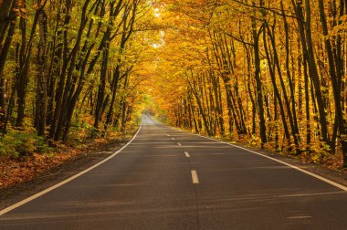 Sonbahar ormanında asfalt yol. Ağaçlarda sarı yapraklar. Ağaçların dalları yola doğru eğilmiş bir tünel oluşturuyor..