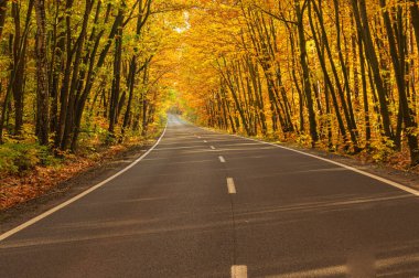 Sonbahar ormanında asfalt yol. Ağaçlarda sarı yapraklar. Ağaçların dalları yola doğru eğilmiş bir tünel oluşturuyor..