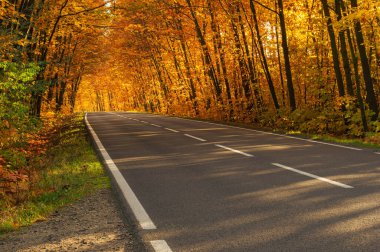 Sonbahar ormanında asfalt yol. Ağaçlarda sarı yapraklar. Ağaçların dalları yola doğru eğilmiş bir tünel oluşturuyor..