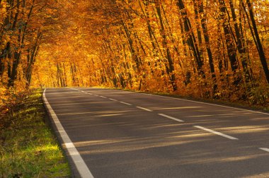 Sonbahar ormanında asfalt yol. Ağaçlarda sarı yapraklar. Ağaçların dalları yola doğru eğilmiş bir tünel oluşturuyor..
