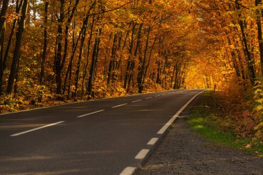 Sonbahar ormanında asfalt yol. Ağaçlarda sarı yapraklar. Ağaçların dalları yola doğru eğilmiş bir tünel oluşturuyor..