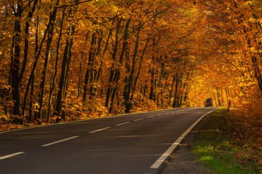 Sonbahar ormanında asfalt yol. Ağaçlarda sarı yapraklar. Ağaçların dalları yola doğru eğilmiş bir tünel oluşturuyor..