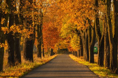 Sonbahar ormanında asfalt yol. Ağaçlarda sarı yapraklar. Ağaçların dalları yola doğru eğilmiş bir tünel oluşturuyor..