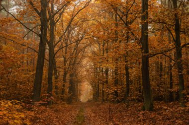 Sonbaharda orman yolu. Ağaçlarda kahverengi yapraklar. Zemin düşen yapraklarla kaplıdır. Ağaçların arasında sis var..