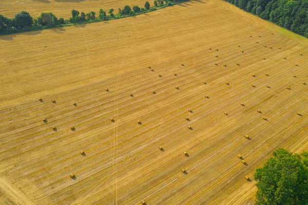 Сельскохозяйственные Угодья После Сбора Урожая Зерно Скошено Кипы Прессованной Соломы — стоковое фото