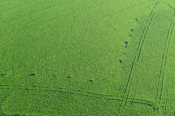 Кукурузное Поле Посеяно Вид Беспилотника — стоковое фото