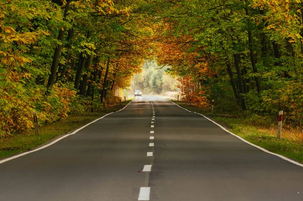 Sonbahar ormanında asfalt yol. Ağaçlarda sarı yapraklar. Ağaçların dalları yola doğru eğilmiş bir tünel oluşturuyor..