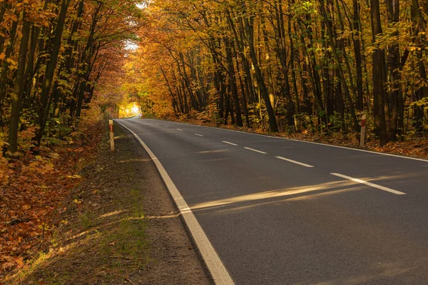 Sonbahar ormanında asfalt yol. Ağaçlarda sarı yapraklar. Ağaçların dalları yola doğru eğilmiş bir tünel oluşturuyor..