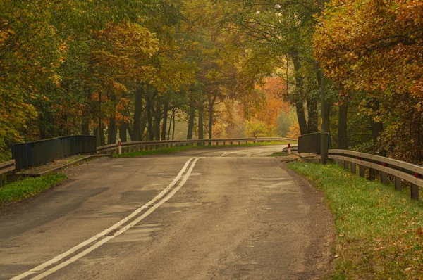 Droga Asfaltowa Jesiennym Lesie Żółte Liście Drzewach Gałęzie Drzew Skłaniające — Zdjęcie stockowe