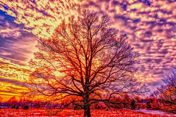 Uçsuz bucaksız bir ovada yapayalnız bir ağaç. Young oak. Gökyüzü hafifçe bulutlu. Gökyüzünün renkleri keskindir, dijital görüntü işleme sırasında elde edilir..