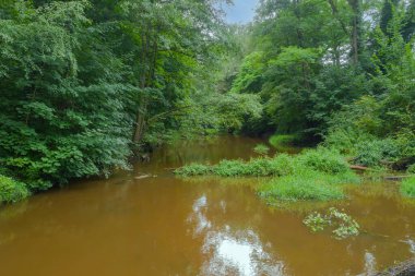 Yoğun çalılıklarla kaplı bir ormanın içinden akan küçük bir ova nehri. Yağmur yağdıktan sonra nehirdeki suyun kahverengi bir rengi vardır. İnsansız hava aracından görüntüle.