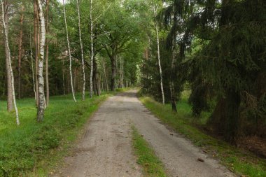 Bir orman, asfaltsız bir yol meşelerin arasında..