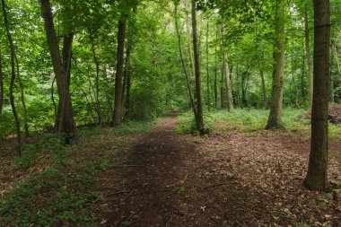 Yoğun yaprak döken orman. Uzun ağaçlar, geçilemez çalılıklar. Çalıların arasında asfaltsız bir yol var. Çürüyen yapraklarla kaplı bir katman..