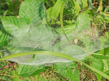 Yeşil çimlerle kaplı çayır ve diğer yüksek bitkiler, örümcek ağları asılı. Sabahın erken saatleri ve örümceğin ağı sabah çiğ damlalarıyla kaplı..