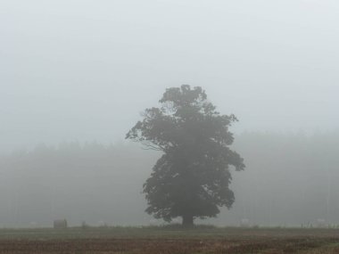 Geniş düz arazi, ekilebilir tarlalar ve çayırlar. Havada sis kokusu var. Sisin arasında büyük bir meşe ağacı var. Uzakta bir sıra ağaç var..