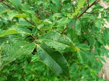 Çalıların üzerinde yeşil yapraklar. Su damlacıklarıyla kaplanmışlardır, sabah çiğ taneleridir..