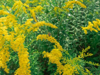 Altın sarısı küçük çiçekler. Çiçekler arasında arıların polen ve nektar topladığını görebilirsiniz..