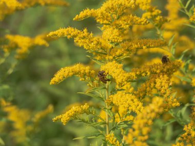 Altın sarısı küçük çiçekler. Çiçekler arasında arıların polen ve nektar topladığını görebilirsiniz..