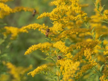 Altın sarısı küçük çiçekler. Çiçekler arasında arıların polen ve nektar topladığını görebilirsiniz..