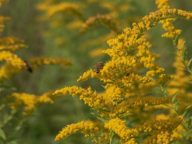 Altın sarısı küçük çiçekler. Çiçekler arasında arıların polen ve nektar topladığını görebilirsiniz..