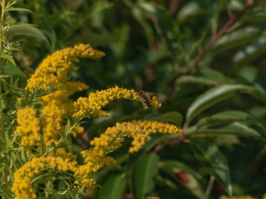 Altın sarısı küçük çiçekler. Çiçekler arasında arıların polen ve nektar topladığını görebilirsiniz..