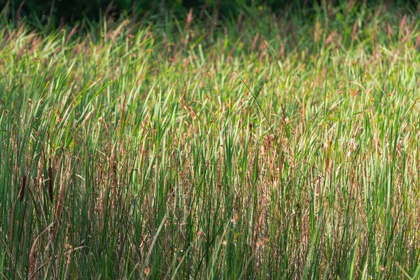 Shoal Sulla Riva Del Lago Densamente Ricoperto Calamità Cui Steli — Foto Stock