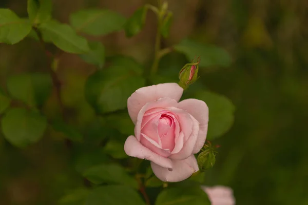 Rose Bush Growing Garden Twigs Covered Spikes Flower Light Pink — Stock Photo, Image