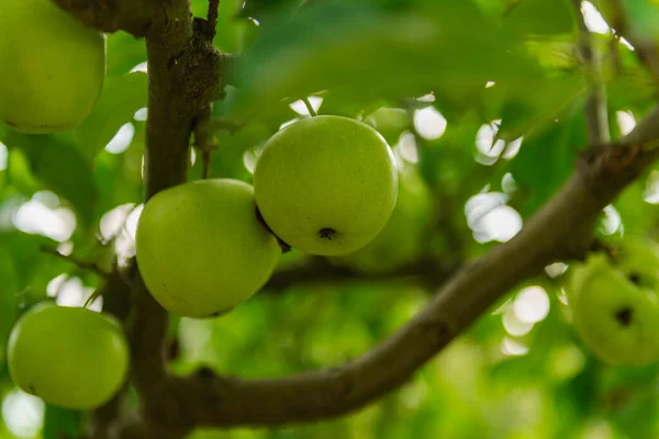 Słoneczny Dzień Sadzie Wśród Innych Jabłoni Zielone Dojrzałe Jabłka Wiszą — Zdjęcie stockowe
