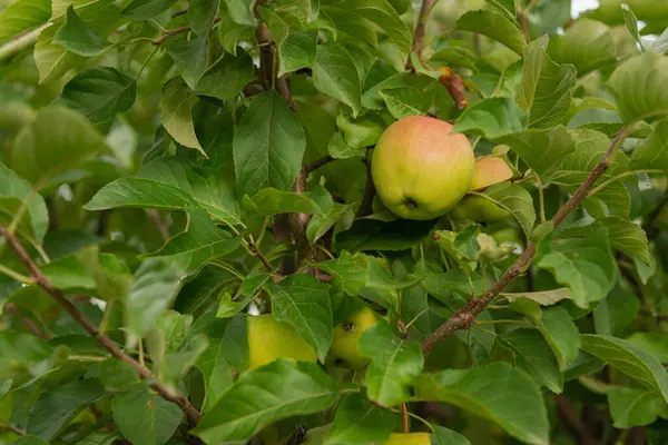 Słoneczny Dzień Sadzie Wśród Innych Jabłoni Zielone Dojrzałe Jabłka Wiszą — Zdjęcie stockowe