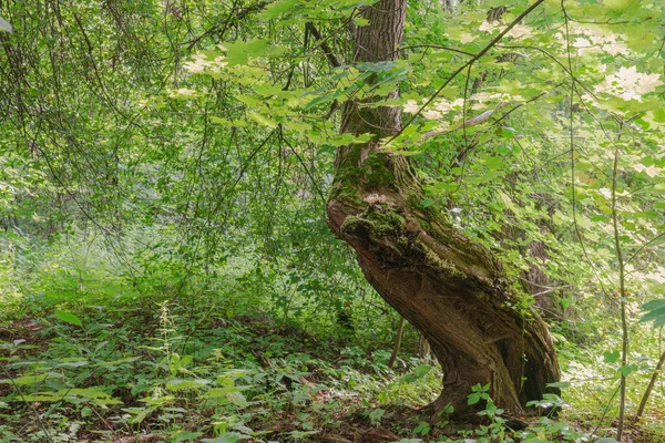 Bosques Matorrales Arbustos Caducos Centro Hay Árbol Con Tronco Distorsionado — Foto de Stock