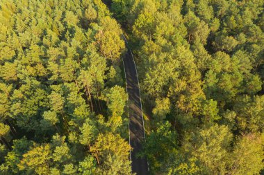 Yoğun, uzun çam ormanı. Ağaçların yeşil örtüsü. Ağaçların arasında bir asfalt yol görebilirsin. Fotoğraf yükseklikten dron kullanılarak çekilmiş..