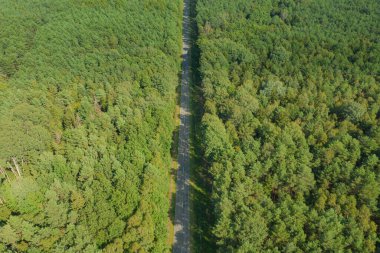 Yoğun, uzun çam ormanı. Ağaçların yeşil örtüsü. Ağaçların arasında bir asfalt yol görebilirsin. Fotoğraf yükseklikten dron kullanılarak çekilmiş..