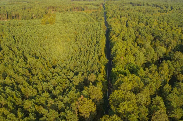 Floresta Pinheiros Densa Alta Cobertura Verde Árvores Entre Árvores Você — Fotografia de Stock