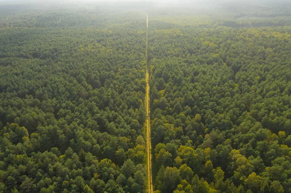 Floresta Mista Uma Floresta Estrada Não Pavimentada Correndo Entre Uma — Fotografia de Stock