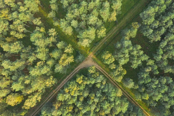 Смешанный Лес Лес Неасфальтированная Дорога Бегущая Среди Ряда Высоких Дубов — стоковое фото
