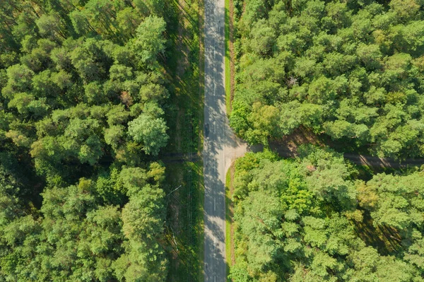 Floresta Pinheiros Densa Alta Cobertura Verde Árvores Entre Árvores Você — Fotografia de Stock