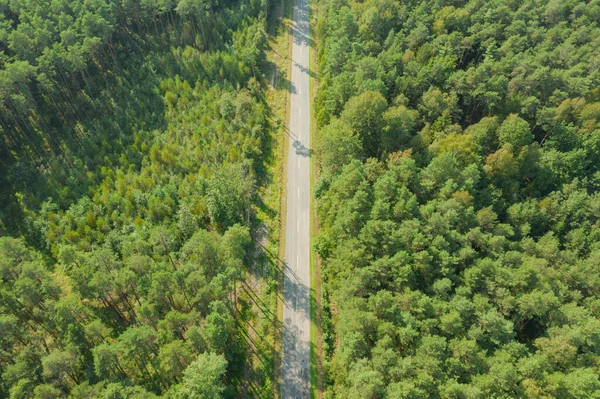 Floresta Pinheiros Densa Alta Cobertura Verde Árvores Entre Árvores Você — Fotografia de Stock