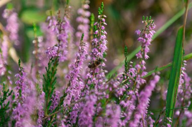 Karışık orman, taze huş ağaçları ve çam ağaçları. Sonbahar geldi ve toprak mor çiçek açan fundalarla kaplandı..