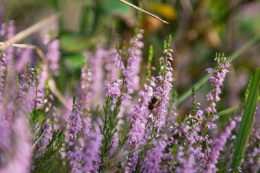 Karışık orman, taze huş ağaçları ve çam ağaçları. Sonbahar geldi ve toprak mor çiçek açan fundalarla kaplandı..