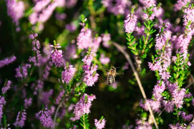 Karışık orman, taze huş ağaçları ve çam ağaçları. Sonbahar geldi ve toprak mor çiçek açan fundalarla kaplandı..