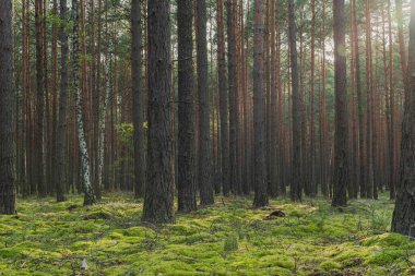 Uzun çam ormanı. İnce, uzun, kahverengi ağaç gövdeleri. Zemin yeşil yosunlarla kaplıydı. Güneşli bir gün, güneş ışınları ağaçların tepelerini deliyor..