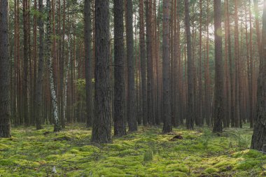 Uzun çam ormanı. İnce, uzun, kahverengi ağaç gövdeleri. Zemin yeşil yosunlarla kaplıydı. Güneşli bir gün, güneş ışınları ağaçların tepelerini deliyor..