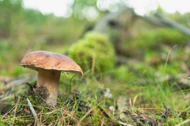 Bir çam ormanı, üzerinde iğneler olan yosun kaplı bir yer. Bir mantar, substratta bir boletus yetişiyor. Büyüme mevsiminde doğal ortamındadır..