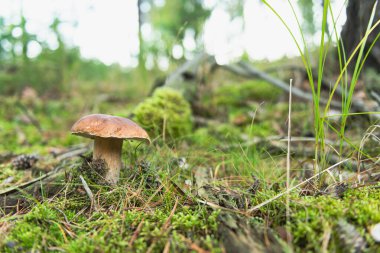 Bir çam ormanı, üzerinde iğneler olan yosun kaplı bir yer. Bir mantar, substratta bir boletus yetişiyor. Büyüme mevsiminde doğal ortamındadır..