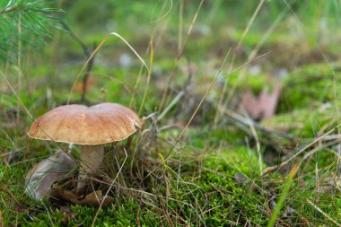 Bir çam ormanı, üzerinde iğneler olan yosun kaplı bir yer. Bir mantar, substratta bir boletus yetişiyor. Büyüme mevsiminde doğal ortamındadır..
