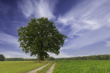Uçsuz bucaksız bir ovadaki çayırlar. Yalnız, uzun, yaprak döken bir ağaç. Çayır yeşil çimlerle kaplıdır. Ağacın yanında toprak bir yol var. Gökyüzü hafifçe bulutlu. Uzaktan ormanı görebilirsin..